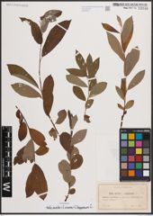 Foto von Salix aurita L. x Salix cinerea L. x Salix lapponum L.